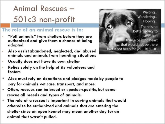 How To Start A 501c3 Animal Rescue How To Start A 501c3 Animal Rescue
