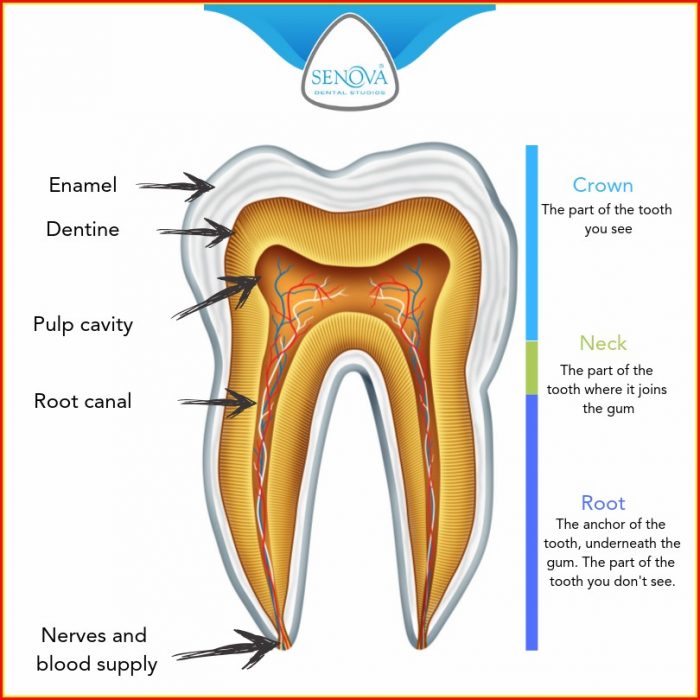 Dental Diagram Of Human Teeth Dental Diagram Of Human Teeth