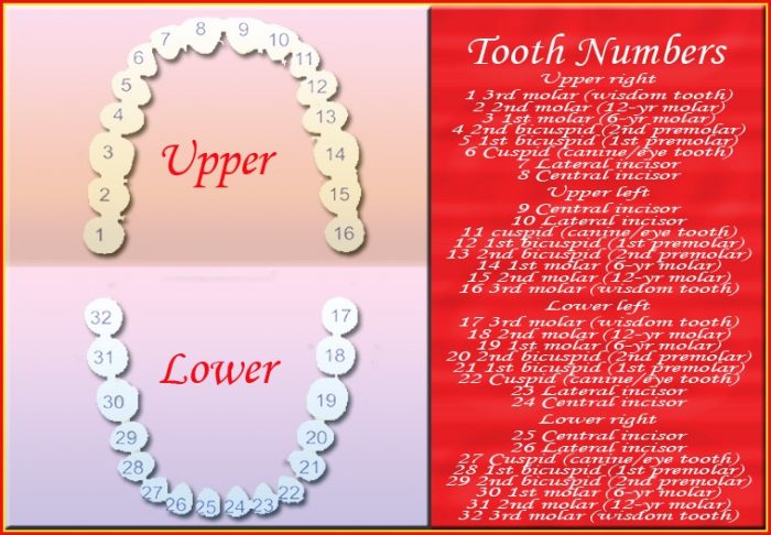 Diagram Human Teeth Numbering Charts Diagram Human Teeth Numbering Charts