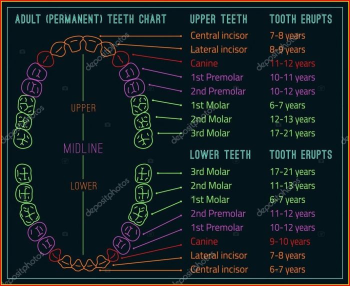 Diagram Of Human Teeth By Number Diagram Of Human Teeth By Number