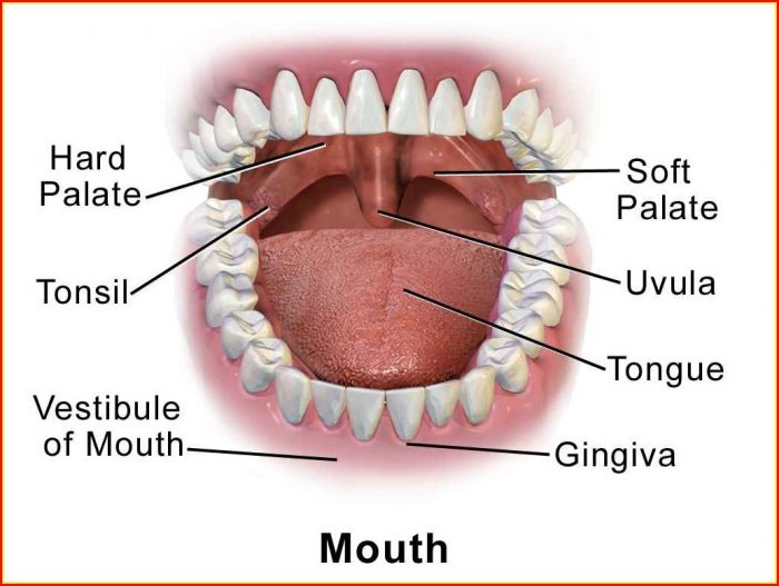 Diagram Of Human Teeth Mouth Diagram Of Human Teeth Mouth