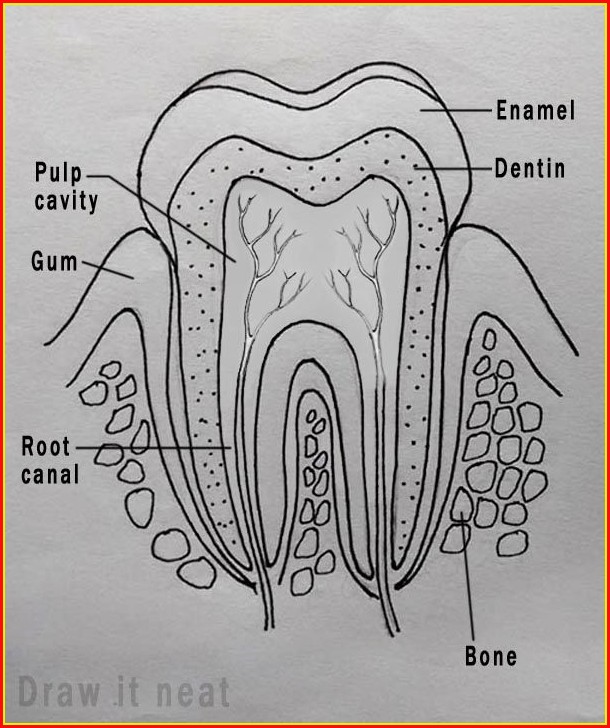 Diagram Of Human Teeth Roots Diagram Of Human Teeth Roots