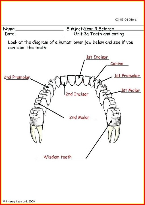 Diagram Of Human Teeth With Label Diagram Of Human Teeth With Label