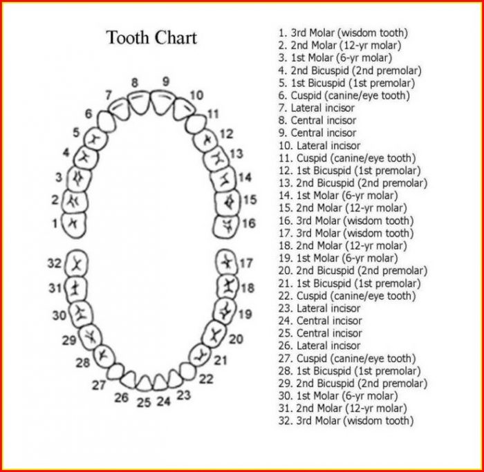 Diagram Of Human Teeth With Numbers Diagram Of Human Teeth With Numbers