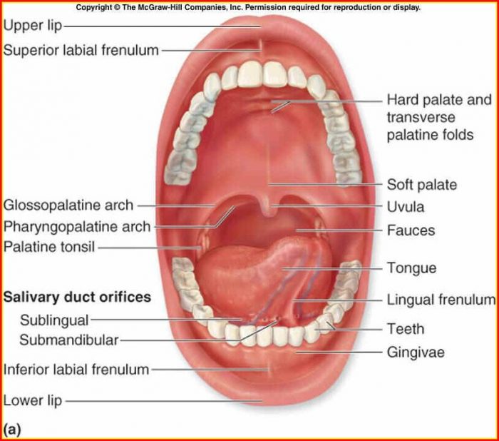 Human Mouth Teeth Diagram Human Mouth Teeth Diagram