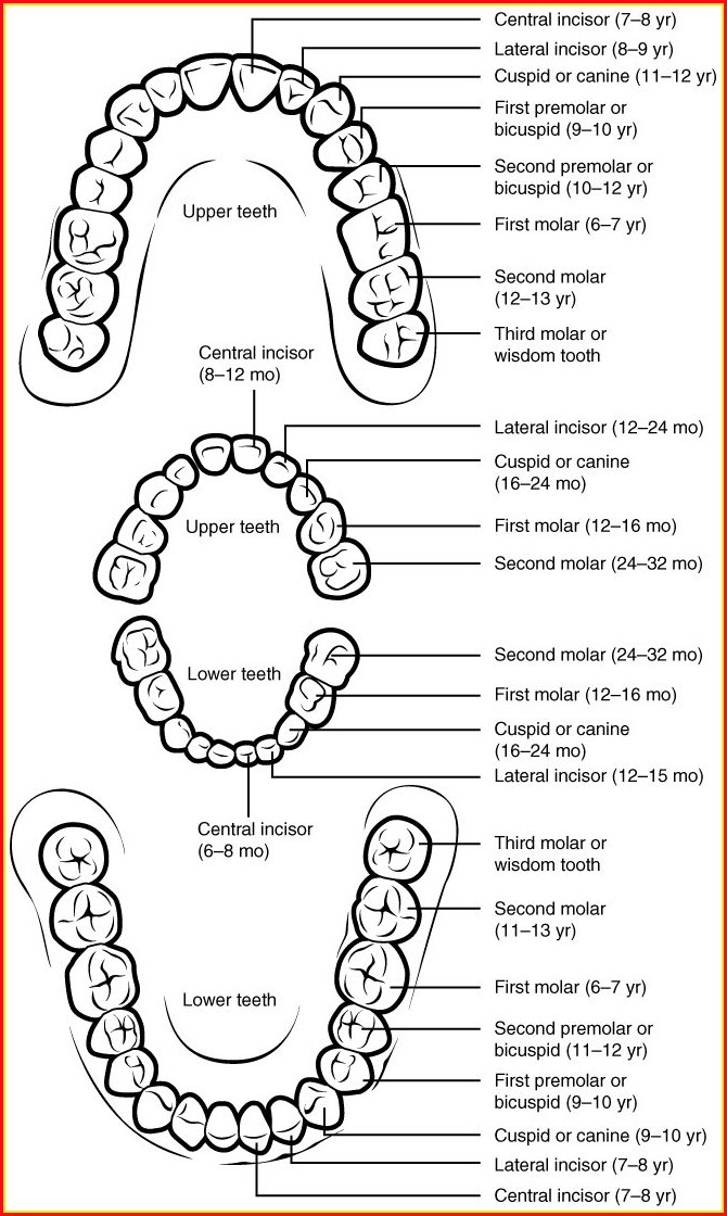 Human Teeth Diagram Labeled Human Teeth Diagram Labeled