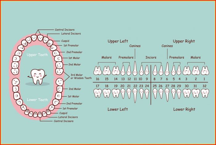 Human Teeth Diagram With Numbers Human Teeth Diagram With Numbers