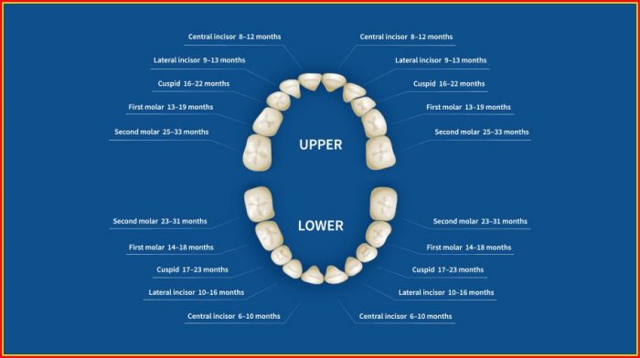 Human Teeth Names Diagram Human Teeth Names Diagram