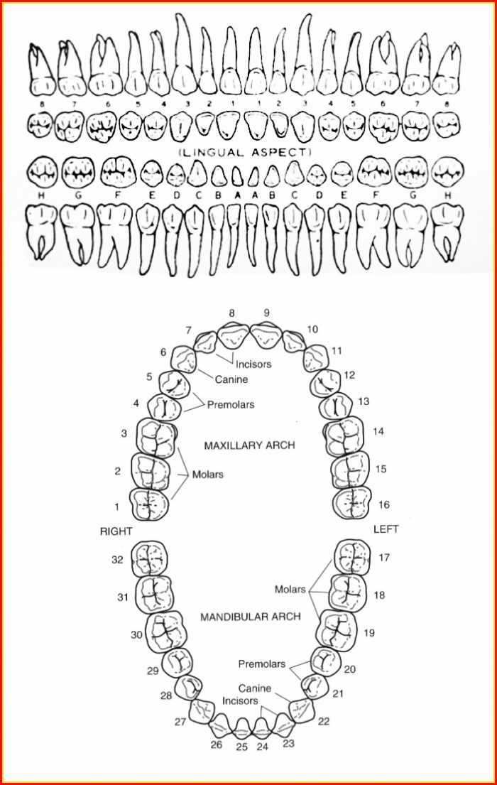 Human Teeth Number Diagram Human Teeth Number Diagram