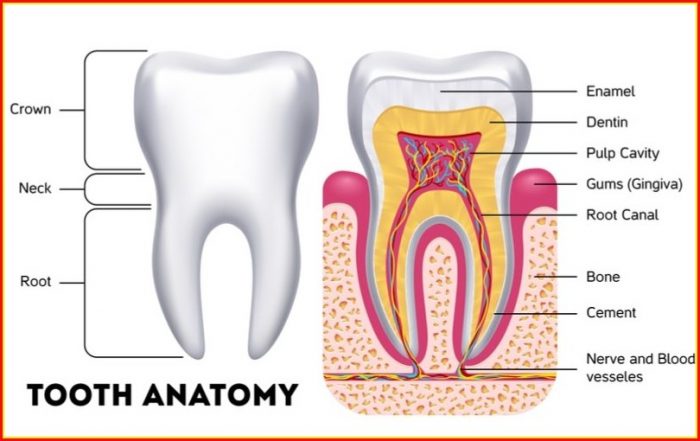 Human Teeth Structure And Function Human Teeth Structure And Function