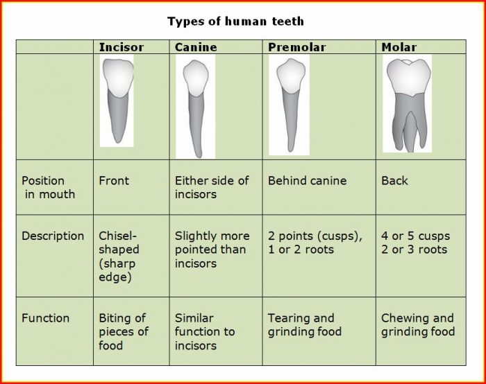 Types Of Human Teeth Diagram Types Of Human Teeth Diagram